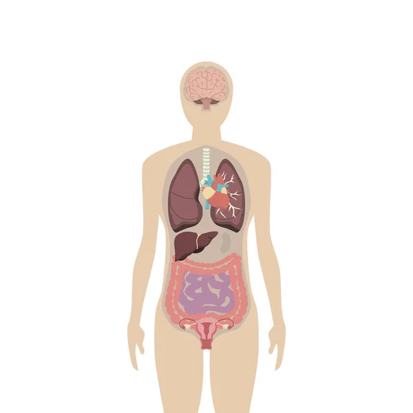 Weibliche Anatomie Und Organe Auf Weißem Hintergrund — Stockvektor