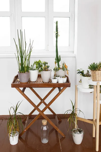 Çiçek köşesi, modern çevre dostu raflar. Daire dekorasyonu, yeşillik, çaydanlık, bahçıvan.