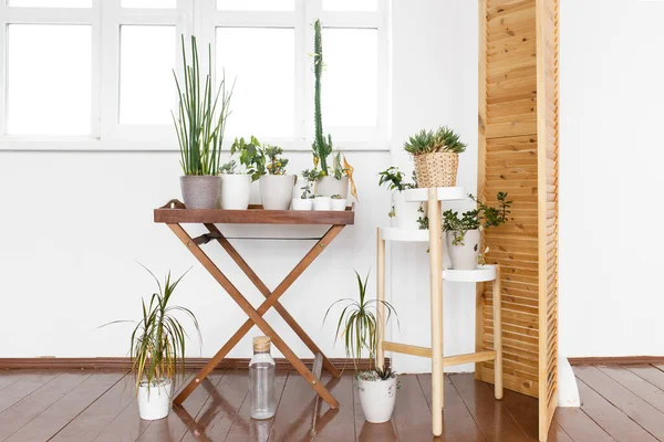 Flower corner, modern eco-friendly shelves with plants in the house apartment decor design plants greenery pots gardener