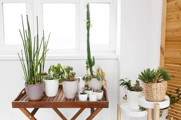 Flower corner, modern eco-friendly shelves with plants in the house apartment decor design plants greenery pots gardener — Stock Photo, Image
