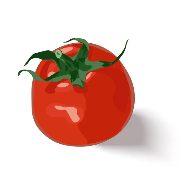 Vector aislado de tomate rojo fresco sobre fondo blanco — Vector de stock