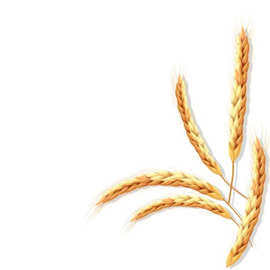 Buğday ya da çavdar kulakları vektör kümesi. Kafes gerçekçi grup