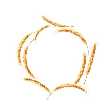 Rasgele buğday ya da çavdar kulakları vektör kümesi. Kafes gerçekçi sınır