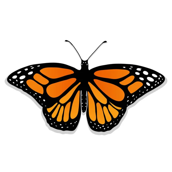 Vector Realistic Butterfly Monarch Handdrawn Used Gradient Non Symmetric Art — Stock Vector