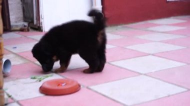bahçede oynarken küçük siyah Kafkas çoban köpek yavrusu