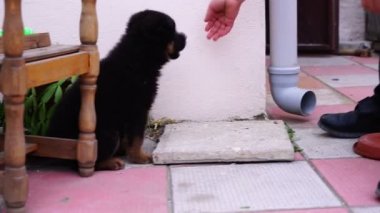 bahçede oynarken küçük siyah Kafkas çoban köpek yavrusu