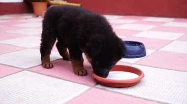 bahçede oynarken küçük siyah Kafkas çoban köpek yavrusu