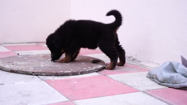 Pequeño negro caucásico pastor cachorro jugando en el patio — Vídeo de stock