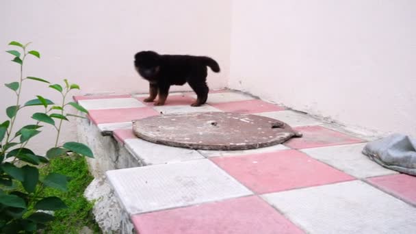 Pequeño negro caucásico pastor cachorro jugando en el patio — Vídeos de Stock