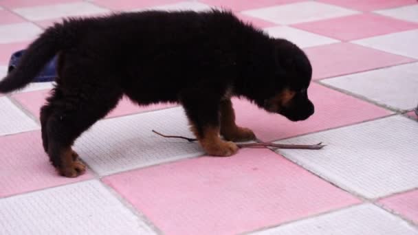 Kleine zwarte Kaukasische Herder pup spelen in de tuin — Stockvideo