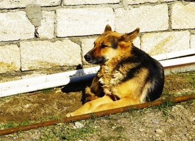 güzel kırmızı siyah Alman çoban
