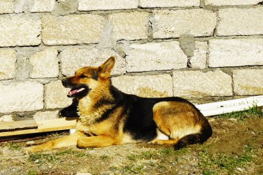 güzel kırmızı siyah Alman çoban