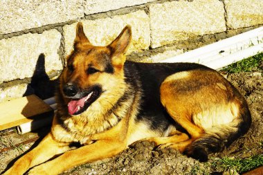 güzel kırmızı siyah Alman çoban