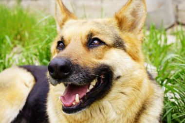 güzel kırmızı siyah Alman çoban