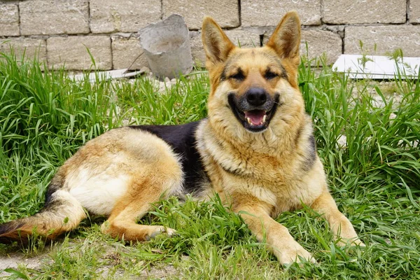 beautiful red black German shepherd