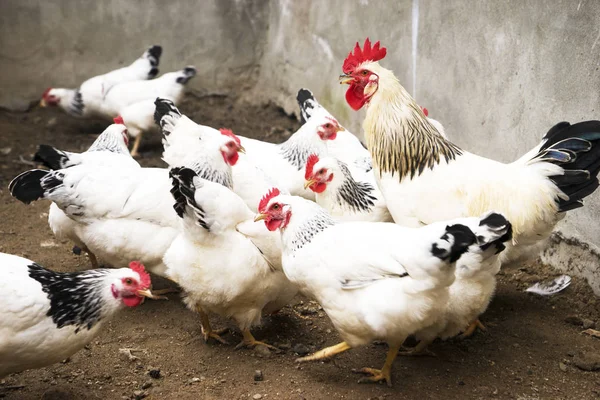 나무 구 유에서 기장을 먹는 국내 흰색, 검은색, 갈색 닭. — 스톡 사진