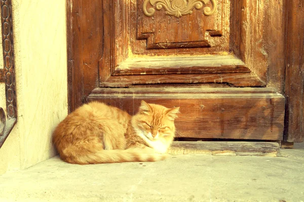 Gato rojo sentado — Foto de Stock