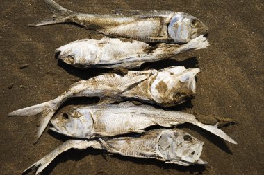 Denizin kenarında kurumuş, ölü balık ringa balığı..