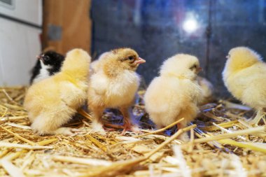 Bram 'in iki günlük tavukları saman kutusunda, seçici odaklı..