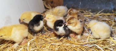 Bram 'in iki günlük tavukları saman kutusunda, seçici odaklı..