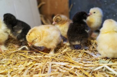 Bram 'in iki günlük tavukları saman kutusunda, seçici odaklı..