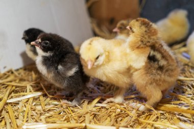 Bram 'in iki günlük tavukları saman kutusunda, seçici odaklı..