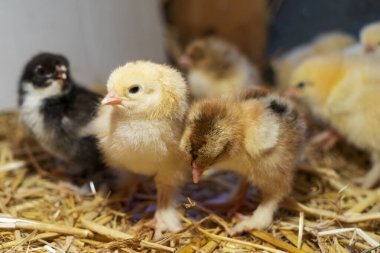 Bram 'in iki günlük tavukları saman kutusunda, seçici odaklı..