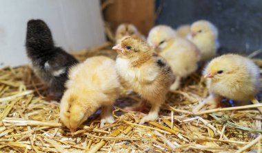 Bram 'in iki günlük tavukları saman kutusunda, seçici odaklı..