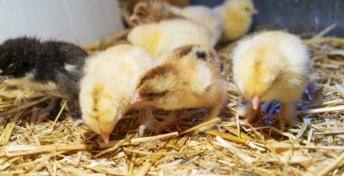 Bram 'in iki günlük tavukları saman kutusunda, seçici odaklı..