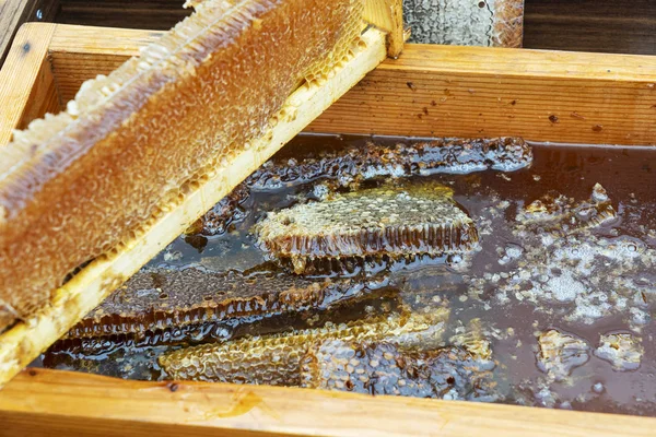 Kousek plástve. Včelí produkty, přírodní ingredience. Uzavřete čerstvý med na plástve. Zdravá výživa. Žlutý plátek medovice detailní up — Stock fotografie