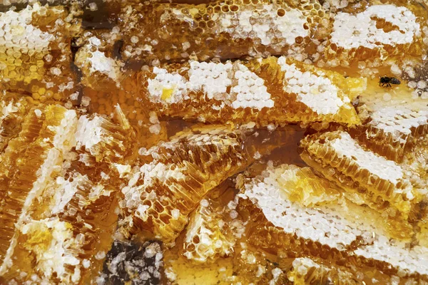 Honingraatstuk. Bijenproducten, biologische natuurlijke ingrediënten. Sluit verse honing op de honingraat. Gezond voedsel concept. Gele honingraat slice close-up — Stockfoto
