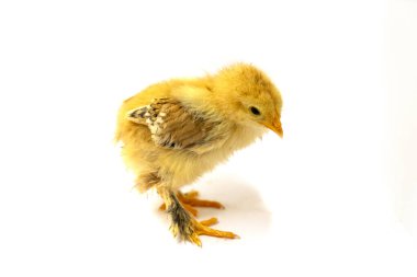 Beyaz arka planda sarı Brahma pilici, seçici odak.