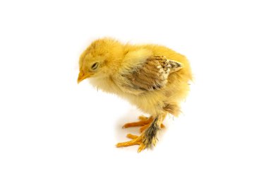 Beyaz arka planda sarı Brahma pilici, seçici odak.