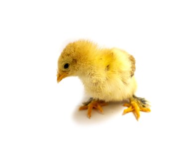 Beyaz arka planda sarı Brahma pilici, seçici odak.