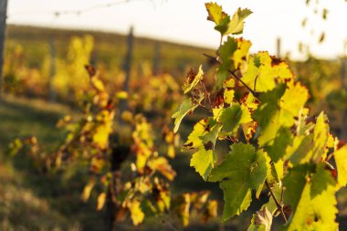 Azerbaycan, Sonbahar hasat mevsiminde bir üzüm bağında olgunlaşmış asma bitkilerinin yanında .