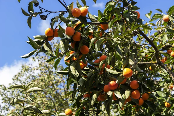 Спелые плоды хурмы висят на ветке хурмы. — стоковое фото