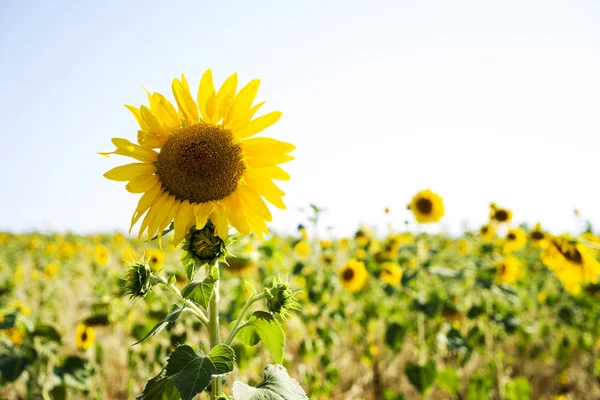 A field of blooming sunflowers. Field of sunflowers in summer in Sunny weather. — 스톡 사진