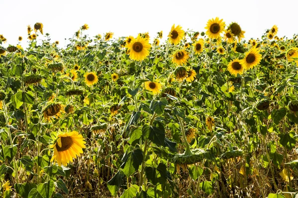 Un campo de girasoles florecientes. Campo de girasoles en verano en tiempo soleado . —  Fotos de Stock