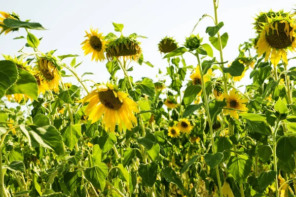 Un champ de tournesols en fleurs. Champ de tournesols en été par temps ensoleillé . — Photo