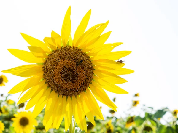 A virágzó napraforgók mezeje. Field of napraforgó nyáron napsütéses időjárás. — Stock Fotó