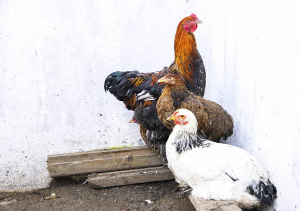 Colorful Brahma chickens, walking in the yard