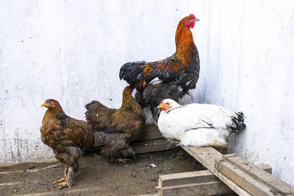 Färgglada Brahma kycklingar, promenader på gården — Stockfoto