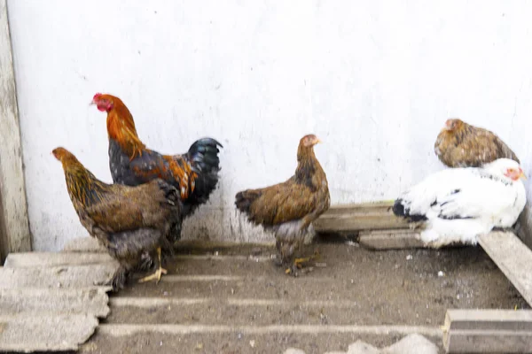 Färgglada Brahma kycklingar, promenader på gården — Stockfoto