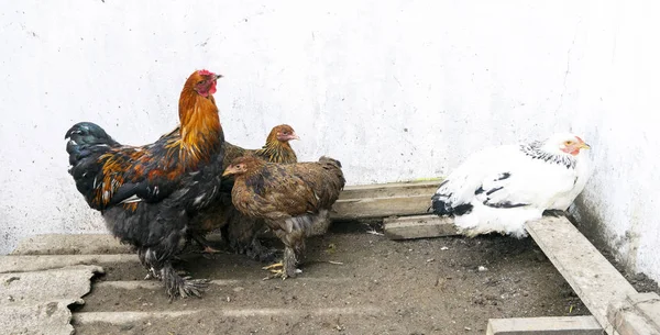 Bunte Brahma-Hühner, die im Hof spazieren gehen — Stockfoto