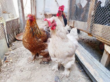 Colorful Brahma chickens, walking in the yard