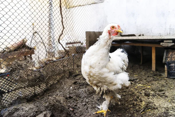 Vit tupp, kyckling Brama går på gården — Stockfoto