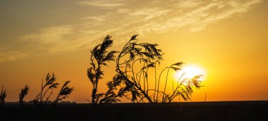macro, nature, summer background, different herbs, different flowers at sunset sun, different grass on the background of sunset, sunrise