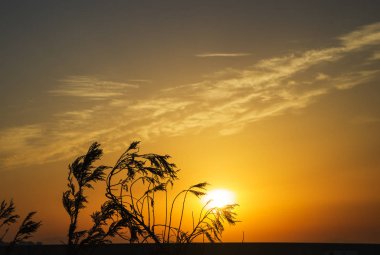 macro, nature, summer background, different herbs, different flowers at sunset sun, different grass on the background of sunset, sunrise