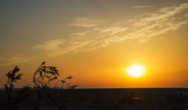 macro, nature, summer background, different herbs, different flowers at sunset sun, different grass on the background of sunset, sunrise