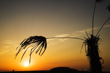 Beautiful silhouette coconut palm tree on the beach in golden sunset evening background. Travel tropical summer beach holiday vacation or save the earth, nature environmental concept.
